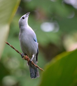 Blue Gray Tanager