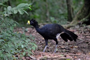 Great Curassow