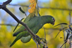 Red Lored Parrot